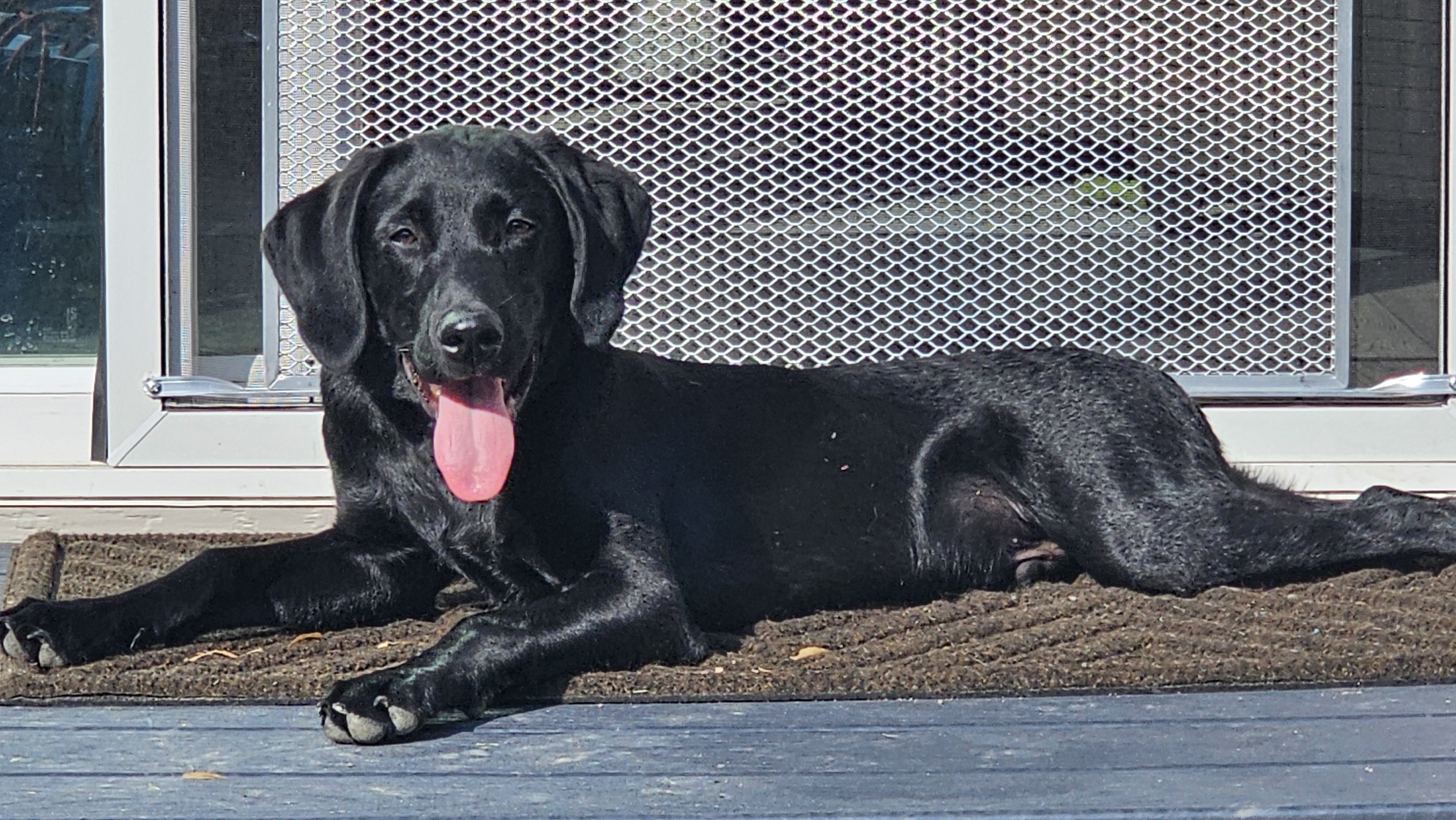 Archie, black lab and DM Kitchen Design mascot, enjoying the sun